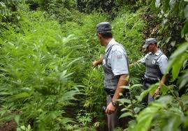 Policiais militares erradicam plantio de maconha em Santa Maria da Boa Vista 