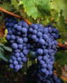 Uvas do São Francisco rejeitadas na Europa