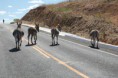 Assembleia Legislativa de Pernambuco aprova proibição de animais de grande porte em propriedades às margens de rodovias